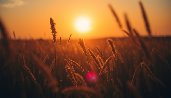 亮亮發光的黃金天地, 太陽