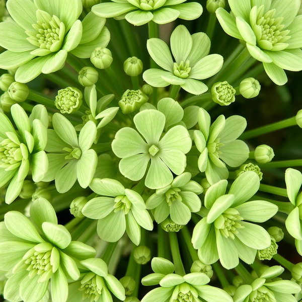 зеленые цветы по центру