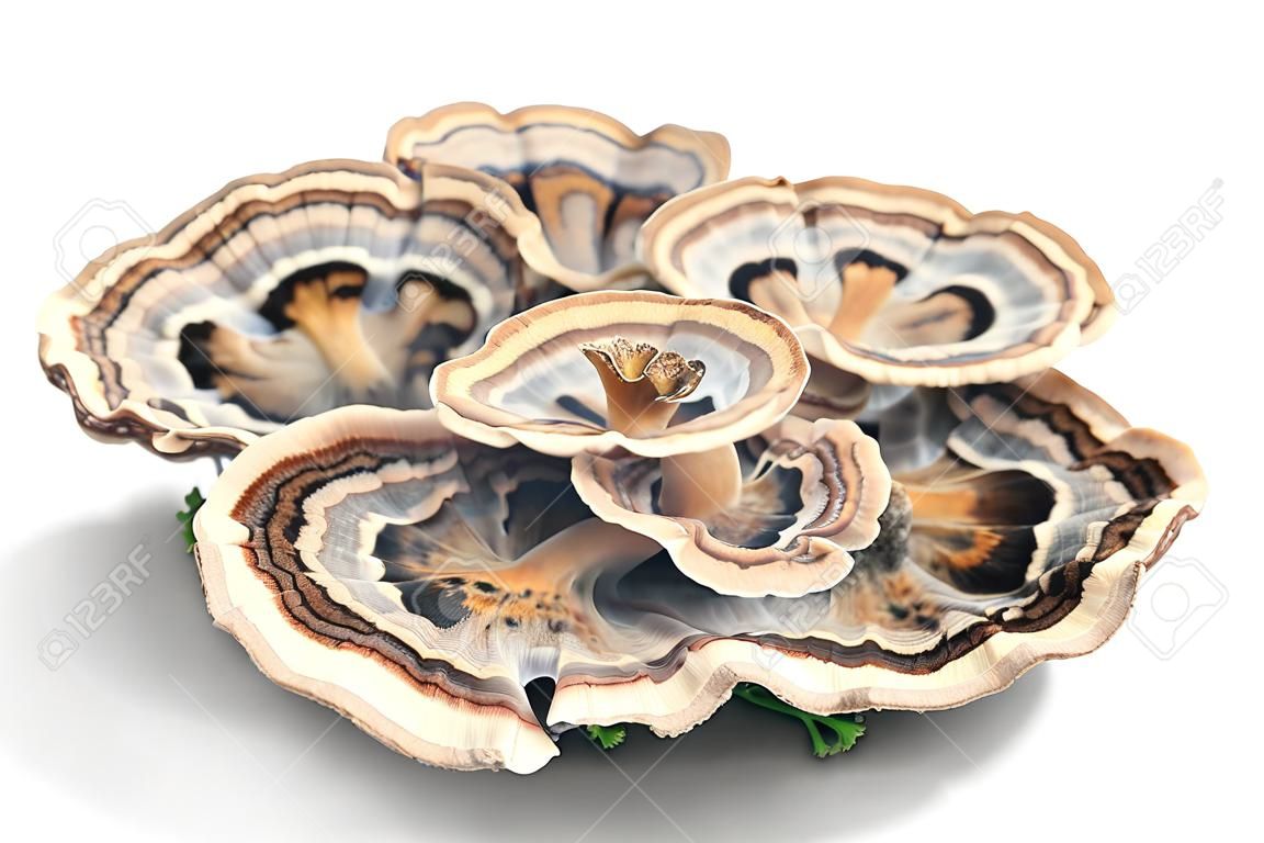 Trametes versicolor 버섯, 일반적으로 칠면조 꼬리