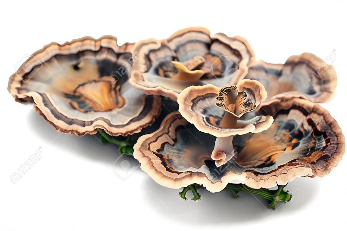 Trametes雜色蘑菇，通常為火雞尾