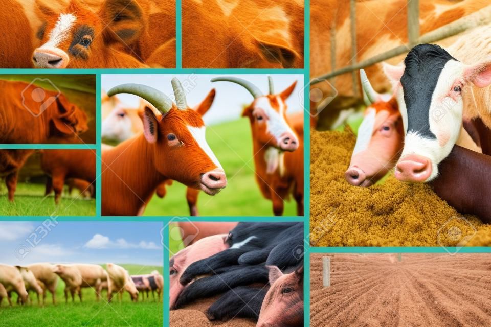 La fattoria degli animali, mucche, cavalli, maiali, pollo, pesce, capra, pecora