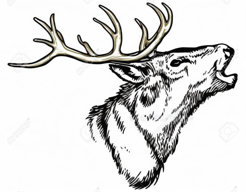 Imagen drenada mano de la cabeza de la cola blanca buck grande con grandes astas de cola blanca ciervos ilustración vectorial animal aislado en el fondo blanco para el sitio web productos de caza vallas publicitarias, la fauna bosquejo clipart