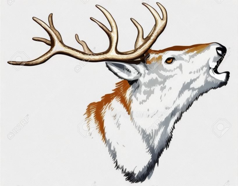 大きな白い尾バック ヘッド大きな枝角の白い尾鹿ベクトル イラスト動物狩猟製品看板ウェブサイト、野生動物スケッチ アートのための白い背景で隔離の描画イメージを手します。