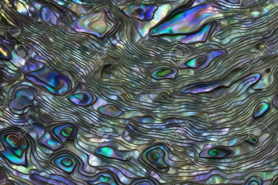Close up texture multicolore sfondo di paua shell, haliotis iris o Abalone shell