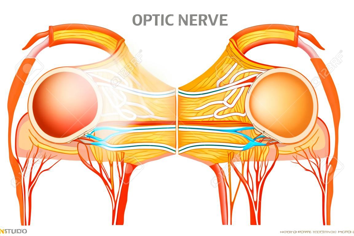 O nervo óptico (nervo cranial II). Anatomia do olho
