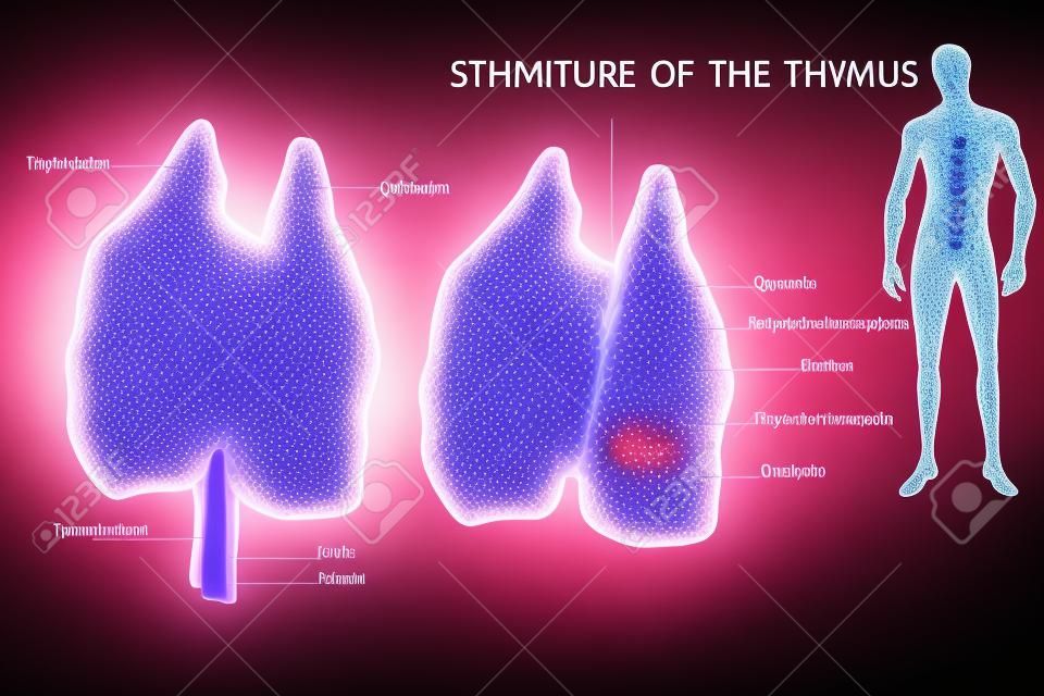 Der Thymus ist ein spezialisiertes primäres lymphatisches Organ des Immunsystems. Aufbau der Thymusdrüse.