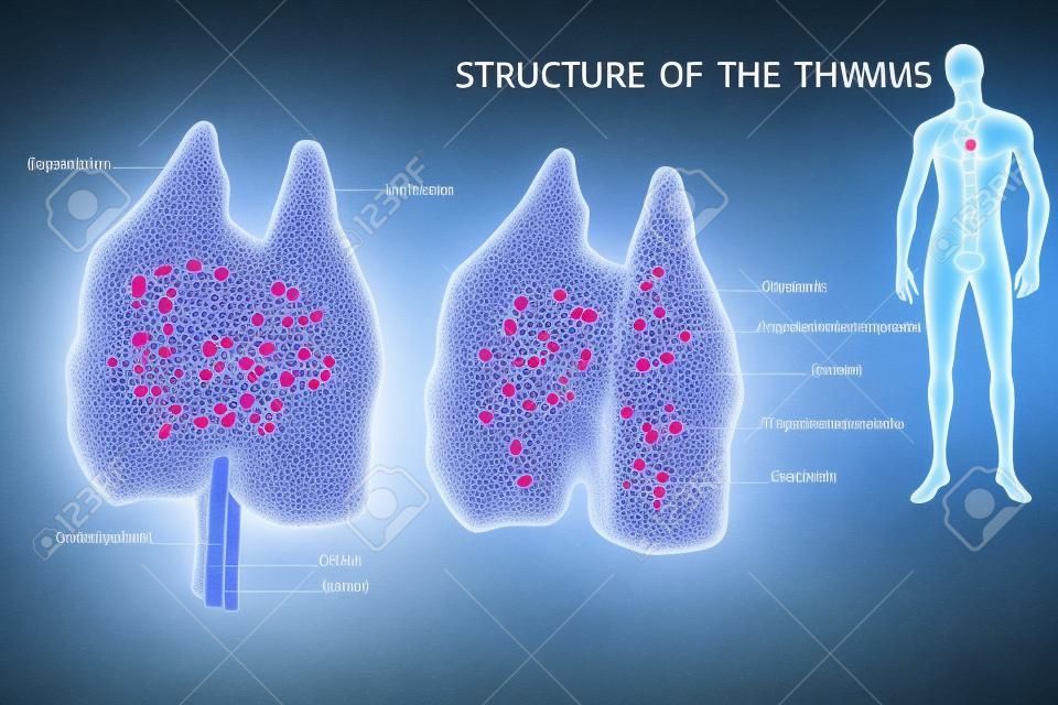 胸腺は、免疫系の特殊な原発性リンパ器官である。胸腺の構造。