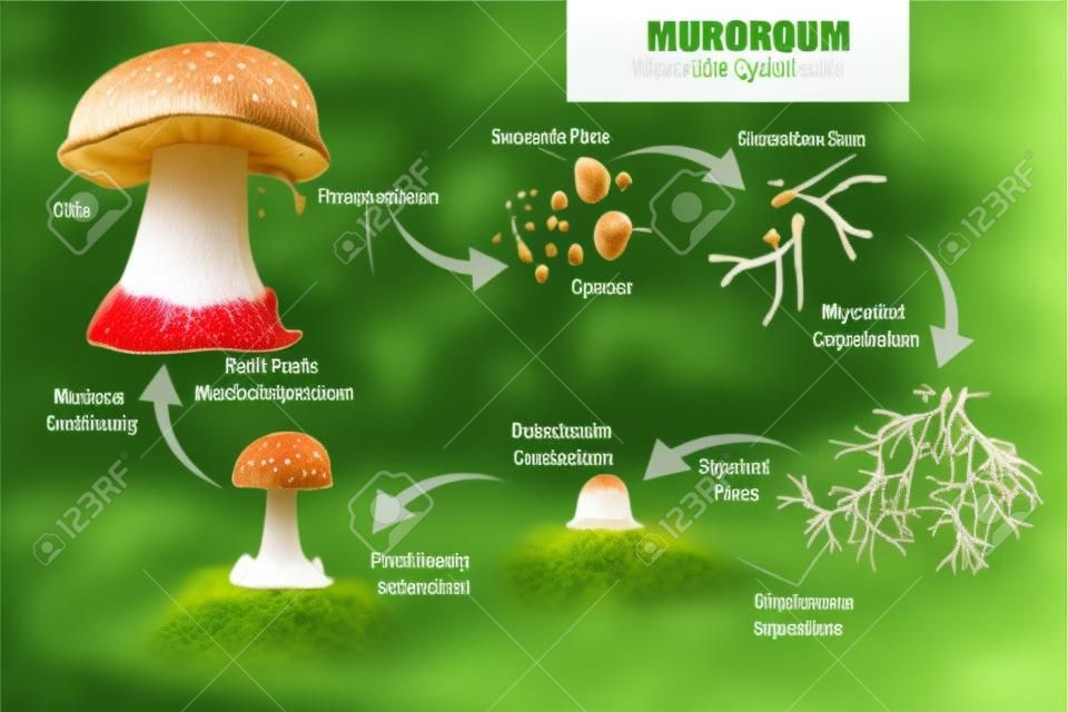 MUSHROOM DE CICLO DE VIDA. Corpo de frutas produzindo esporos, micélio de cogumelos.