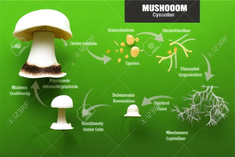 MUSHROOM DE CICLO DE VIDA. Corpo de frutas produzindo esporos, micélio de cogumelos.