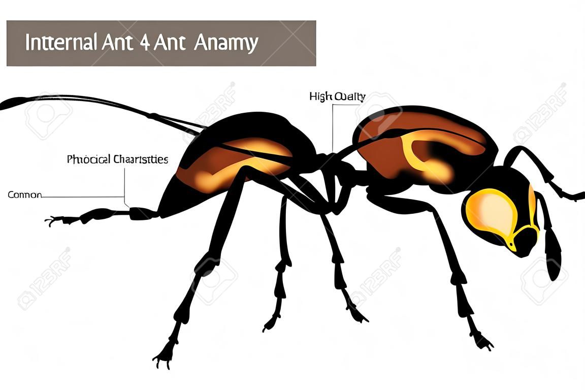 Wewnętrzna anatomia mrówki. cechy fizyczne wspólne dla wszystkich mrówek