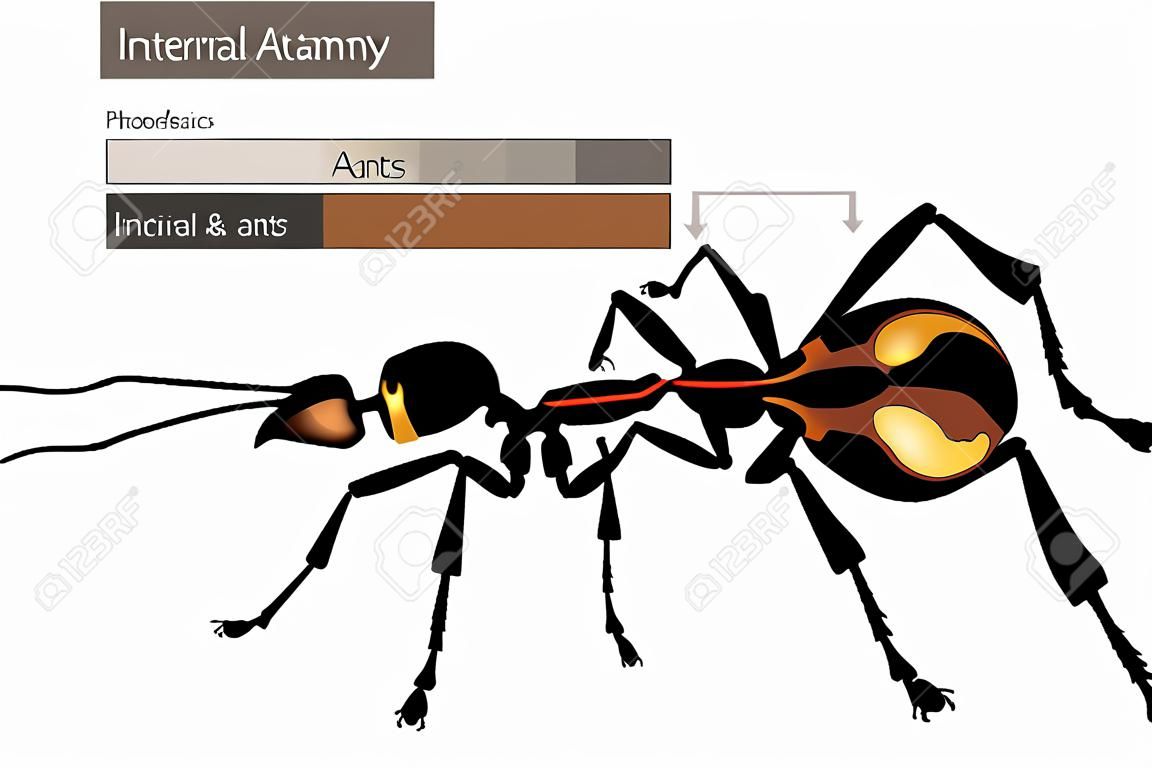 Internal Ant Anatomy. Physical Characteristics Common to all Ants
