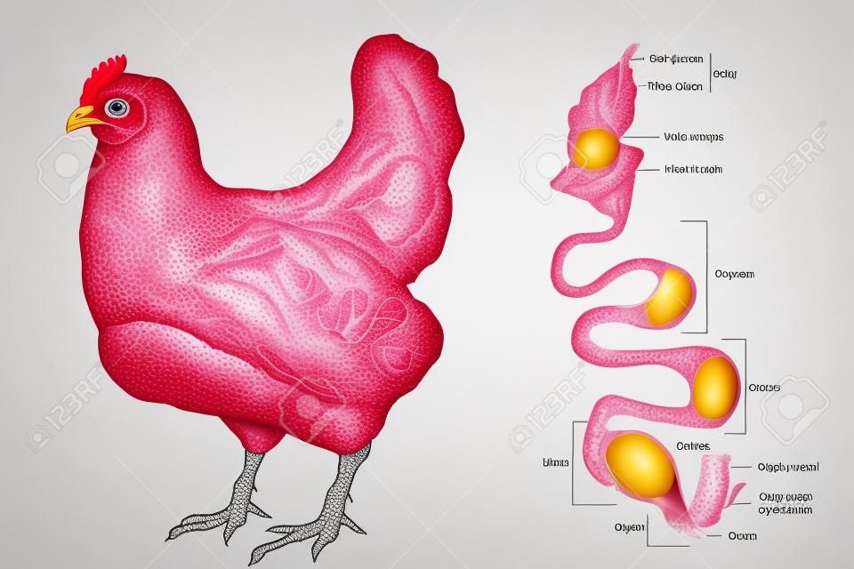 Le système reproducteur des poules montrant l'ovaire et les différentes sections de l'oviducte. Formation d'œufs de poulet. Embryologie du poulet