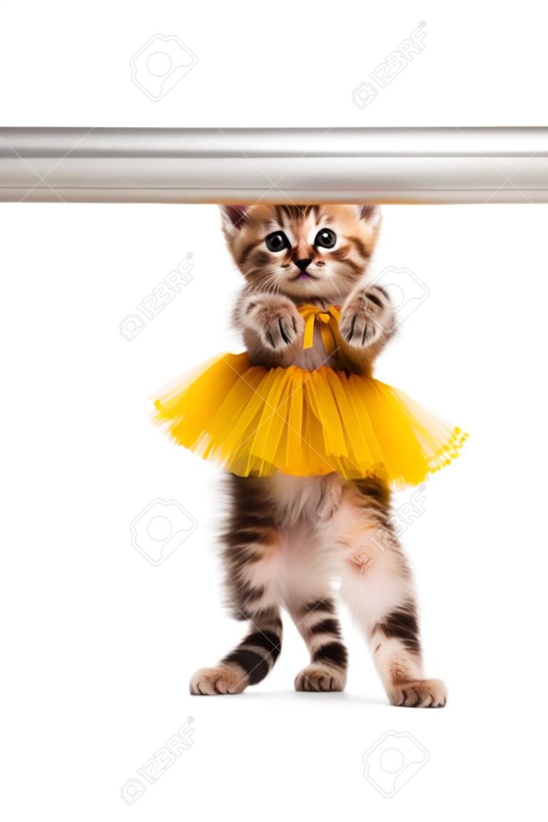 Cute little kitten dressed in the tutu posing near ballet barre over white background