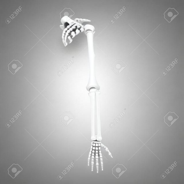 Human Arm Bones en blanco. Ilustración 3D
