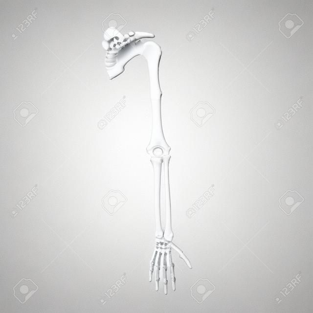 Human Arm Bones en blanco. Ilustración 3D