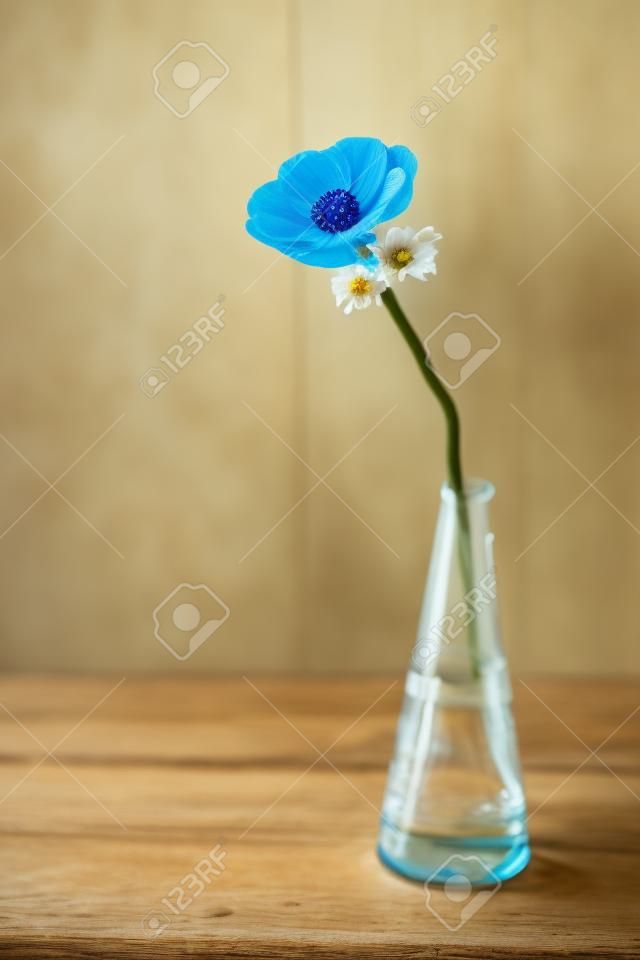 Photo Cute zawilec kwiat w wazonie