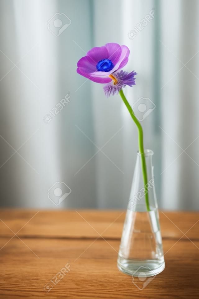 Photo mignonne de fleur d'anémone dans un vase