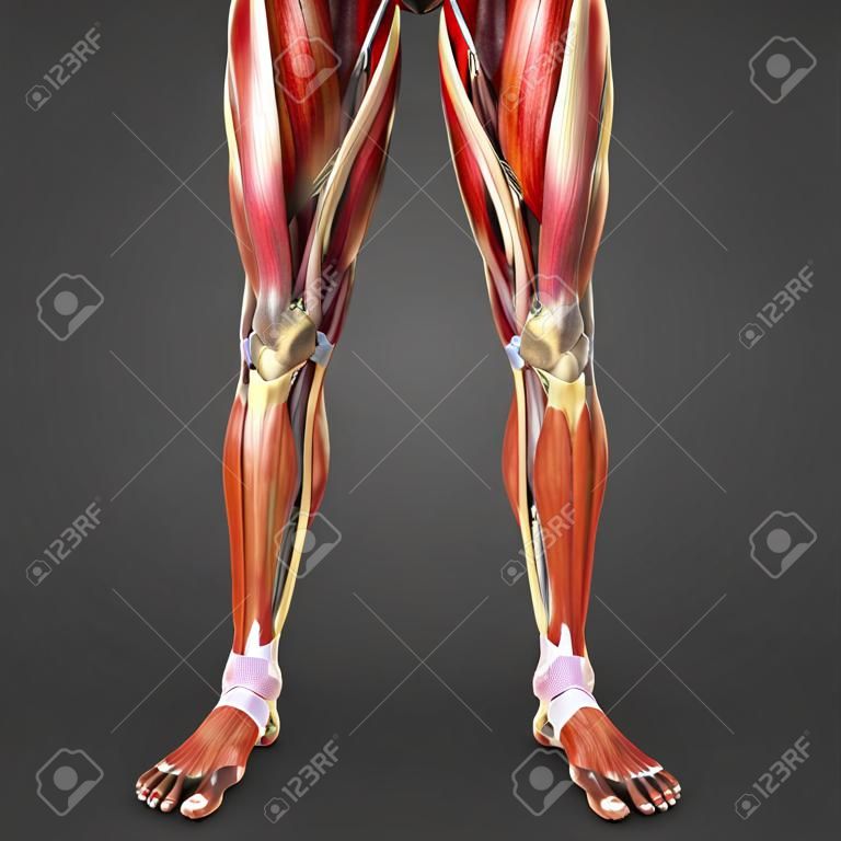 Lower Limbs muscle anatomy with Arteries Anterior view