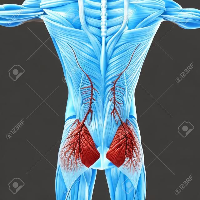 Muscoli e ossa alla colonna vertebrale con sistema circolatorio, nervi e linfonodi vista posteriore