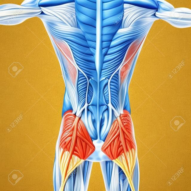 Muscoli e ossa alla colonna vertebrale con sistema circolatorio, nervi e linfonodi vista posteriore