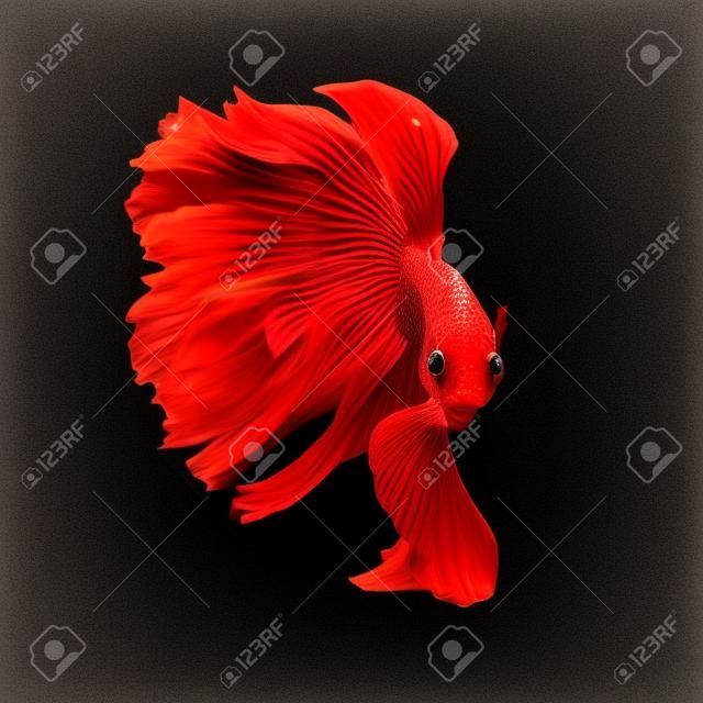 red Betta Fish Vector Illustration. Siamese Fighting Fish. Betta Splendens, isolated on black background