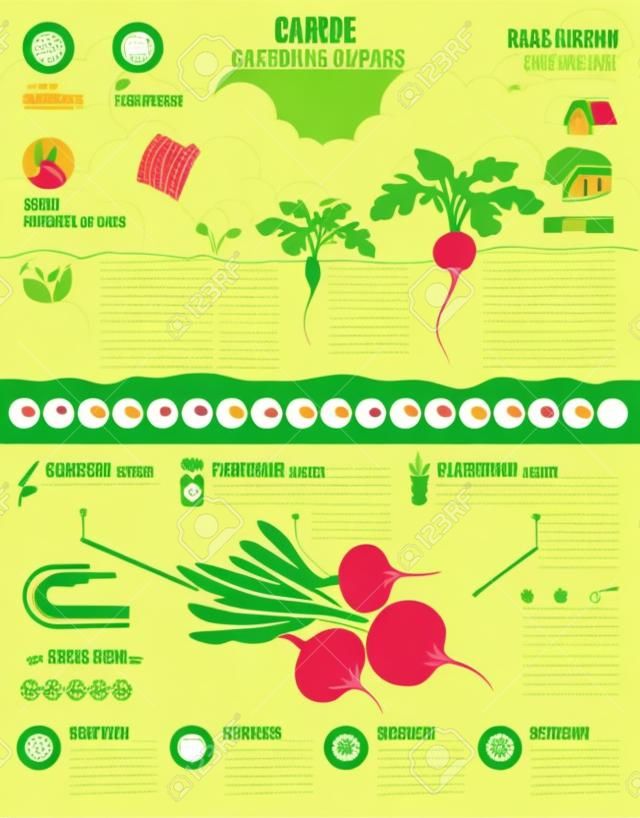 園藝工，農信息圖表。蘿蔔。圖形模板。扁平式的設計。矢量插圖