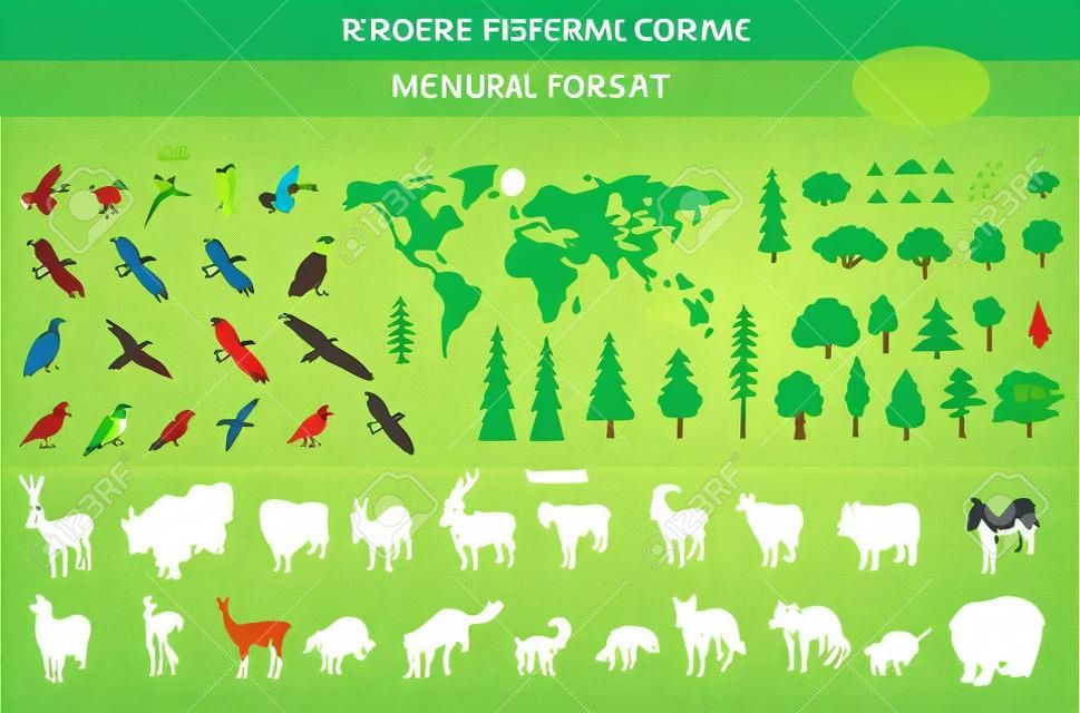 Montane forest biome, natural region infographic. Isometric version. Terrestrial ecosystem world map. Animals, birds and vegetations ecosystem design set. Vector illustration