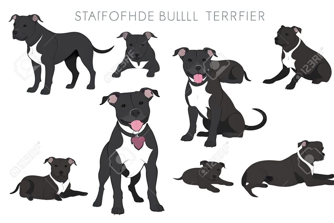 Staffordshire bull terrier em poses diferentes. Conjunto de personagens de Staffy. Ilustração vetorial