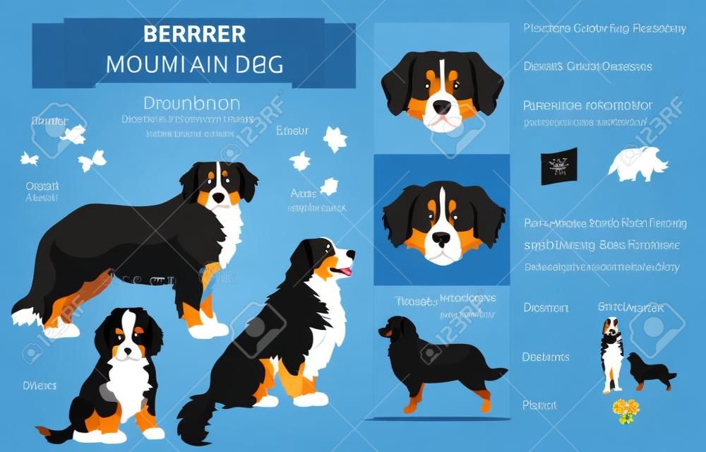 Bernese mountain dog infographic. Different poses, Bernese sennenhund puppy. Vector illustration