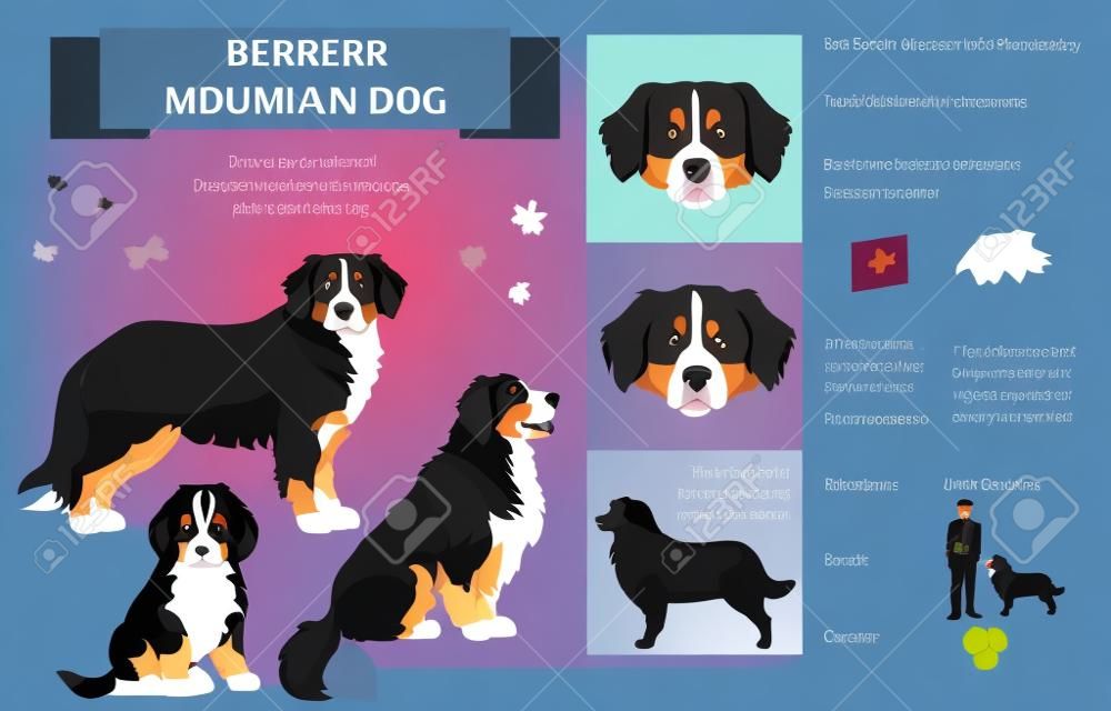 Berneński pies pasterski infografika różnych pozach Ilustracja wektorowa berneński szczeniak sennenhund