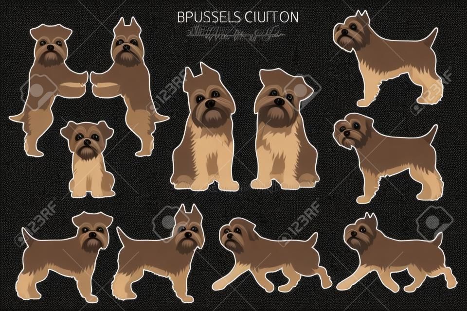 Clipart del grifone di Bruxelles. Set di diversi colori e pose del mantello. Illustrazione vettoriale
