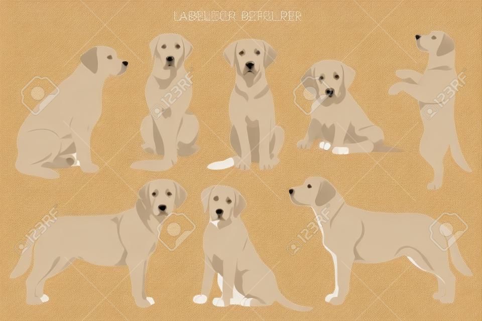 Labrador retriever cani in diverse pose e colori del mantello clipart. Illustrazione vettoriale