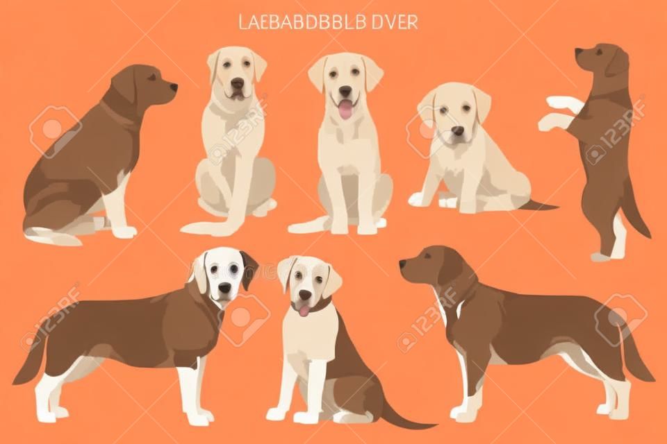 Labrador retriever cani in diverse pose e colori del mantello clipart. Illustrazione vettoriale