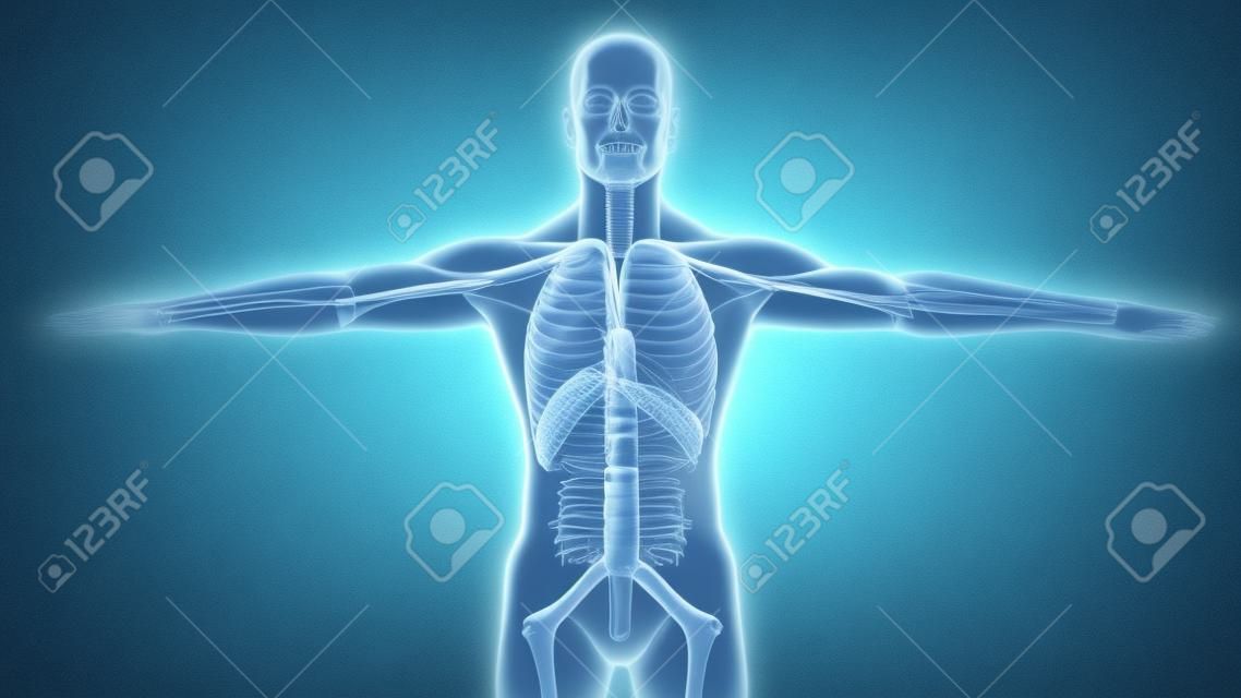 Concepto de animación de la anatomía de los pulmones del sistema respiratorio humano. pulmón visible, ventilación pulmonar, tráquea, ilustración médica 3d realista de alta calidad