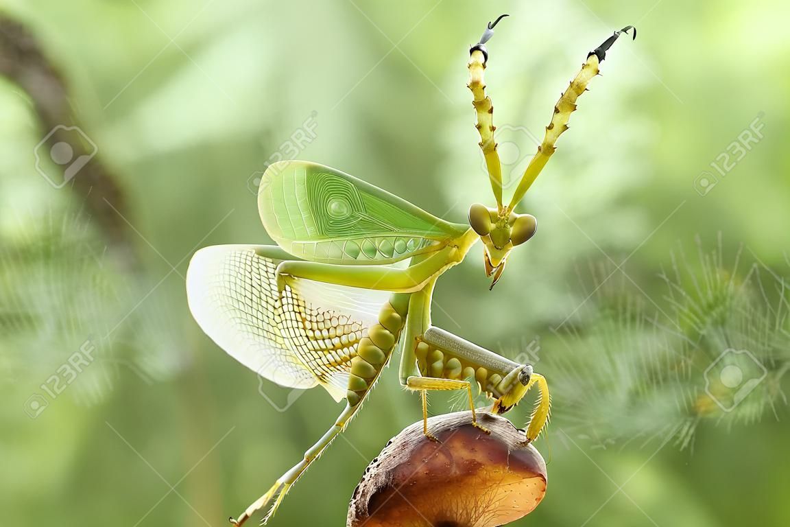 Mantis é um animal que tem muitos tipos, dependendo de onde vive, alguns são grandes, alguns são muito pequenos, as espécies de mantis são geralmente bastante mansas.