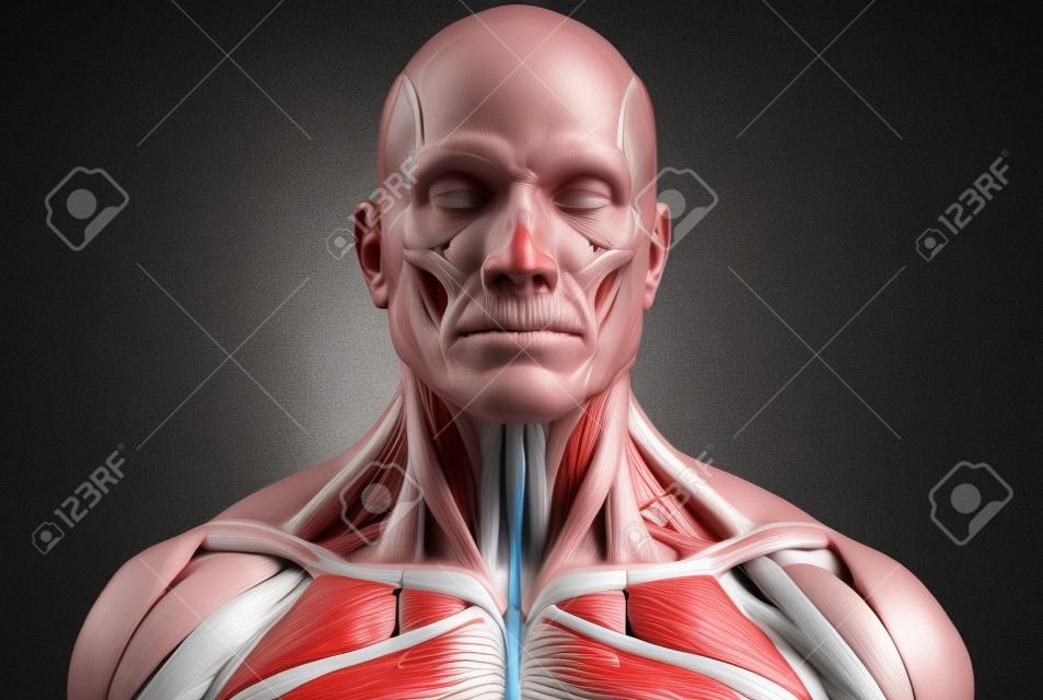 인체 해부학 - 얼굴 목, 가슴의 근육 해부학, 3 차원 인체 해부학의 의료 이미지 참조 현실적인 렌더링