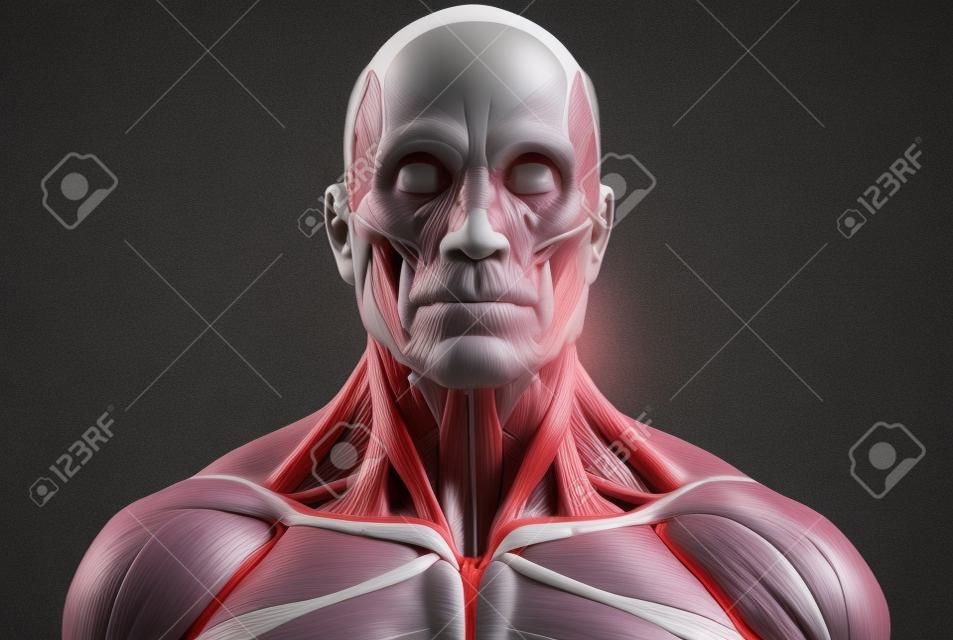 Der menschliche Körper Anatomie - Muskel Anatomie des Gesichts Hals und Brust, medizinische Bildreferenz der menschlichen Anatomie in 3D realistisch render