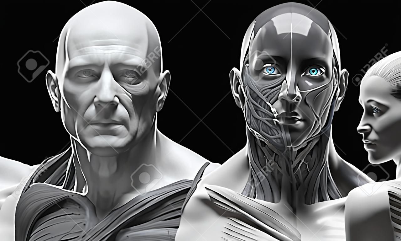 fundo de anatomia masculina e feminina, imagem de referência médica, anatomia muscular da face pescoço peito e ombro, renderização 3D realista
