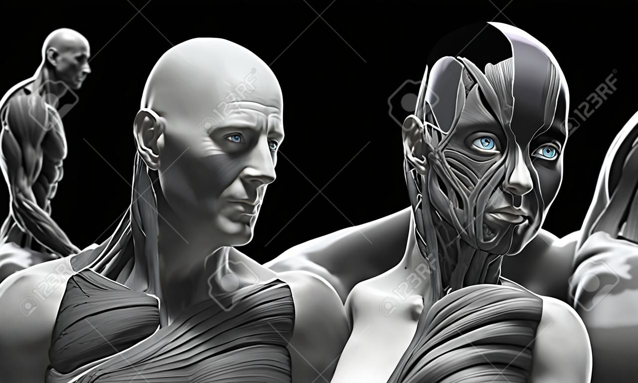 fundo de anatomia masculina e feminina, imagem de referência médica, anatomia muscular da face pescoço peito e ombro, renderização 3D realista