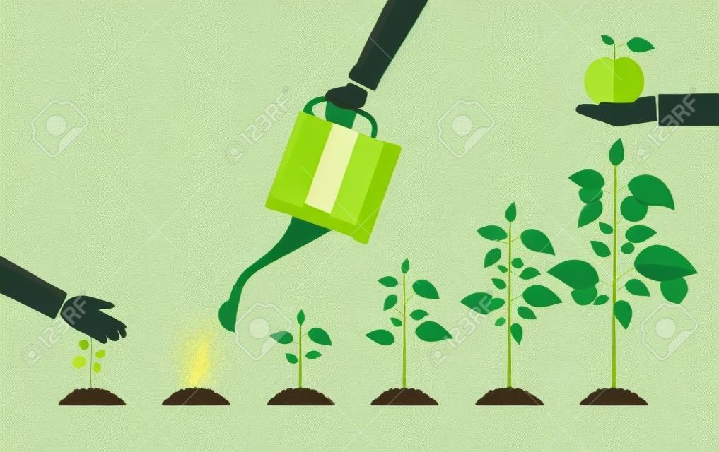 Growth of plant, from sprout to fruit. Planting tree. Seedling gardening plant. Timeline. Vector illustration in flat style