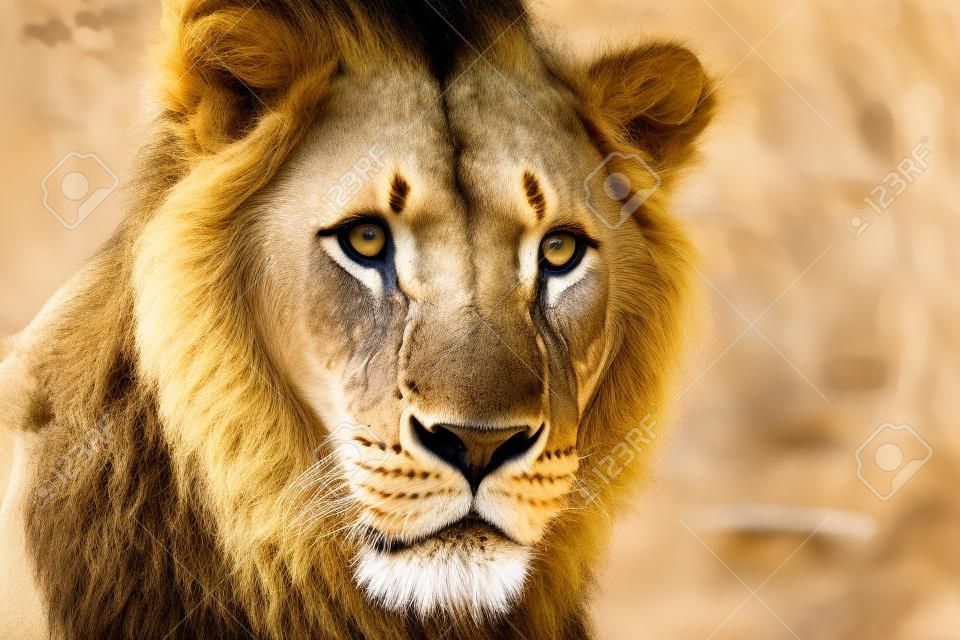 Le portrait en gros plan de jeune Lion Afrique de l'Est