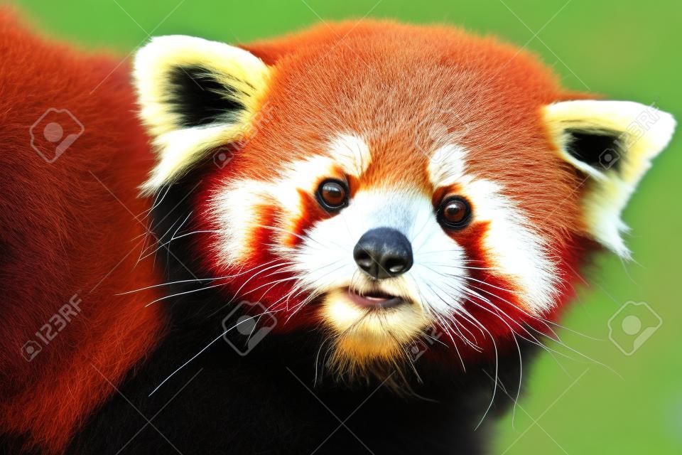 Frontális portré egy vörös panda