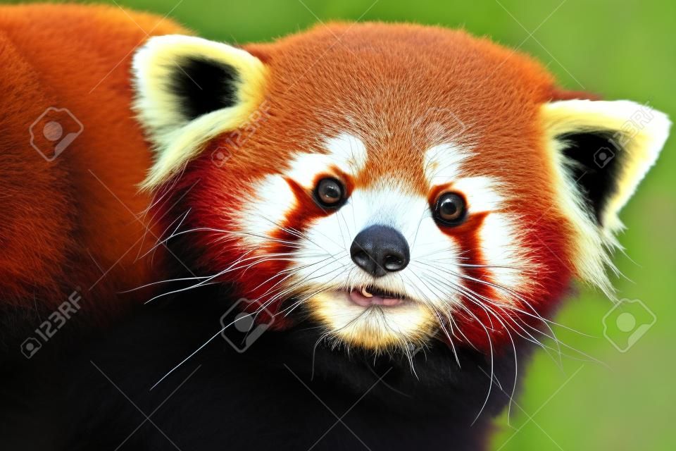 Frontális portré egy vörös panda