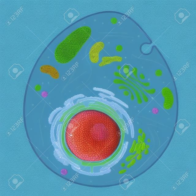 Una célula animal es un tipo de célula eucariota.