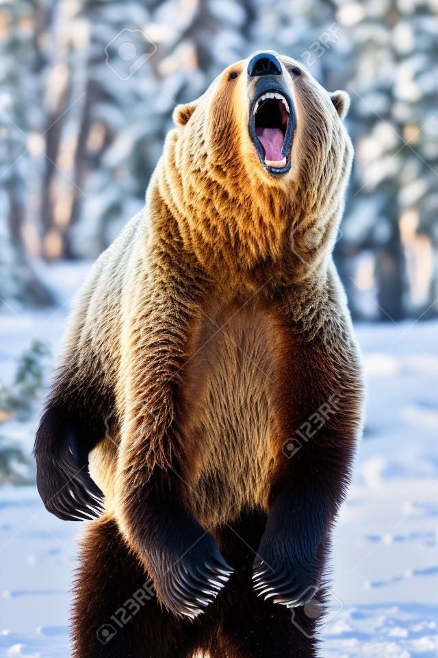 Um Urso Grizzly goza do tempo de inverno em Montana
