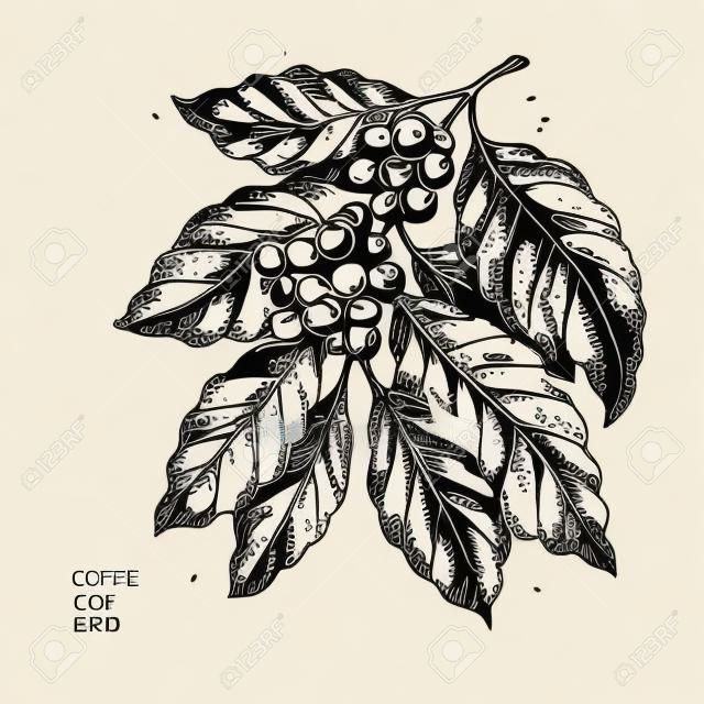 커피 트리 그림입니다. 새겨진 된 스타일 그림입니다. 빈티지 커피입니다. 벡터 일러스트 레이 션