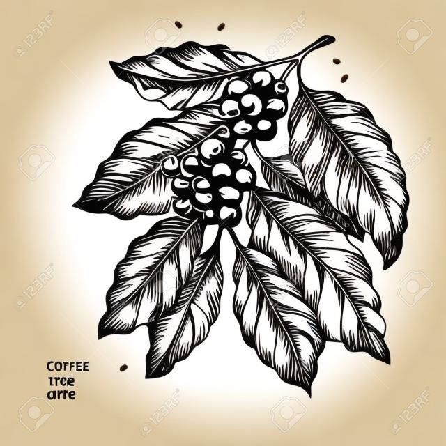 Coffee tree illustration. Engraved style illustration. Vintage coffee. Vector illustration