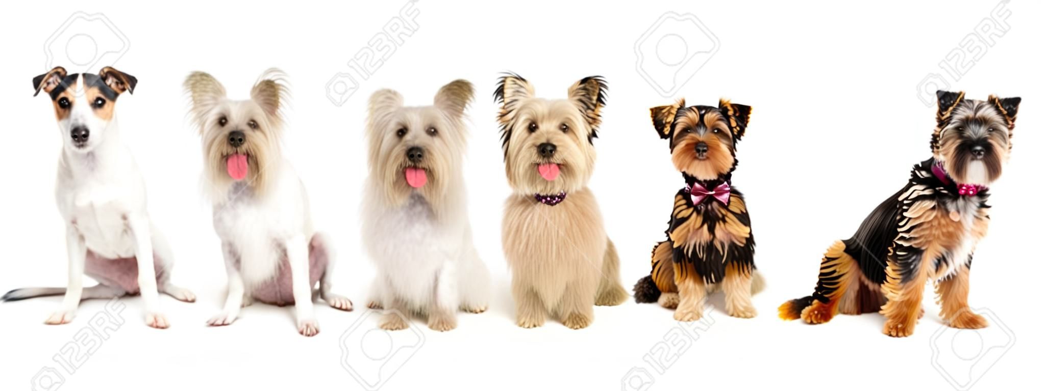 Eine Reihe von sechs Hunde kleiner Rassen zusammen sitzen