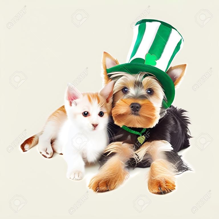 Yorkshire Terrier köpek yanında döşeme sarı altın yavru. Her ikisi de giyiyor St Patrick Günü şapkalar