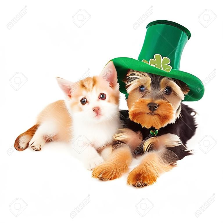 Yorkshire Terrier köpek yanında döşeme sarı altın yavru. Her ikisi de giyiyor St Patrick Günü şapkalar